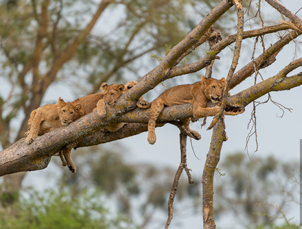 Tree climbing lion