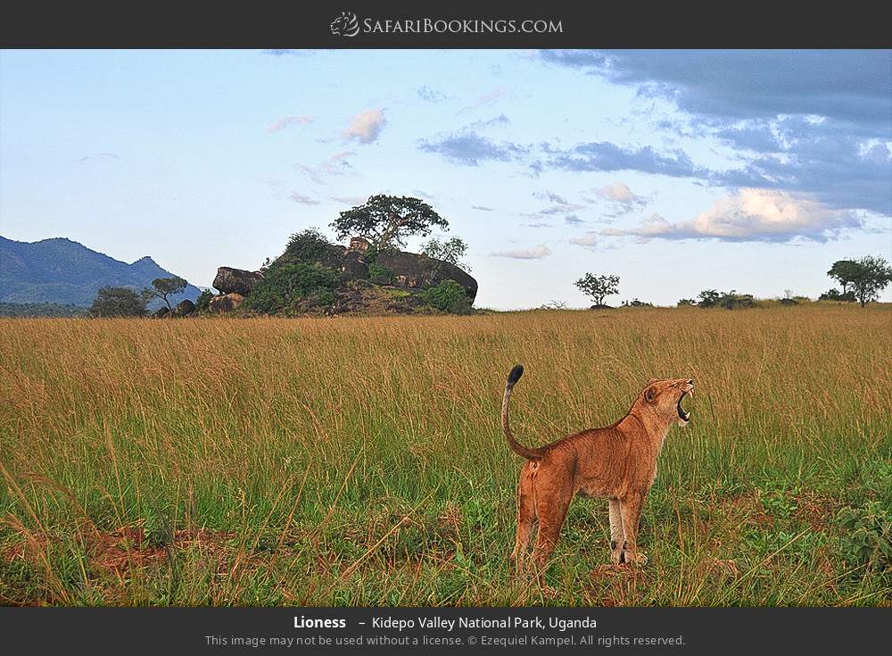 kidepo valley